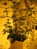 week three flowering 003.jpg