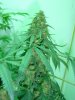 auror indica 10 days to go 002.jpg