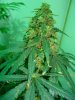 auror indica 10 days to go 006.jpg