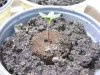 BYS 1-4, five days from seed 003.jpg