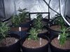 bigkuz68-albums-led-hps-grow-picture96932-dscn2077.jpg