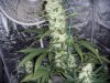 bigkuz68-albums-led-hps-grow-picture96929-dscn2073.jpg