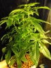 Ak 47 4months old uncoloned from seed.jpg