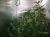 5 weeks flowering 015 630x472.jpg