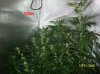 5 weeks flowering 016 630x472.jpg