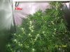 5 weeks flowering 018 630x472.jpg