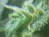 gdp trichs (10).JPG