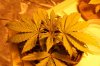 White Widow2 - small.jpg