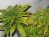 lowryder grow 2 day 41 007.jpg