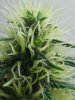 3weeks5daysflower 013.jpg