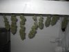 First CFL Harvest 148.1 grams.jpg