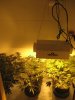 grow box.jpg