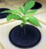 spl1-albums-thc-bomb-picture96054-thc-bomb-week-2-plant.jpg