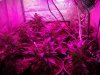 bigkuz68-albums-led-hps-grow-picture97822-dscn2078.jpg