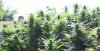 100_7332-Durban Poison.jpg