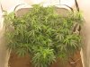 ogk823-albums-og-kush-picture97961-12-11-09.jpg