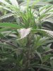 ogk823-albums-og-kush-picture97962-12-14-09.jpg