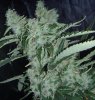 bigkuz68-albums-led-hps-grow-picture98299-dscn2083.jpg