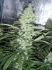 bigkuz68-albums-led-hps-grow-picture98298-dscn2087.jpg