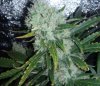 bigkuz68-albums-led-hps-grow-picture98297-dscn2086.jpg