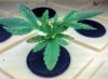 spl1-albums-thc-bomb-picture97713-thc-bomb-week-3-plant.jpg