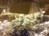 5weeks_flower6.jpg