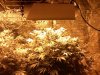 5weeks_flower8.jpg