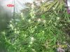 6 weeks flowering 001 630x472.jpg