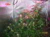 6 weeks flowering 007 630x472.jpg