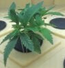 THC-Bomb-Week-4-Plant-1-1.jpg