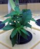 THC-Bomb-Week-4-Plant-2.jpg