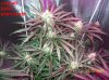 6 weeks flowering 003 640x479.jpg