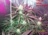 6 weeks flowering 006 640x479.jpg