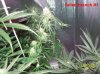 6 weeks flowering 007 640x479.jpg