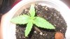 hphseedling.jpg