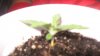 hphseedling2.jpg