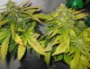 lowryder grow 2 day 48 002.jpg