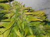 lowryder grow 2 day 48 003.jpg