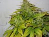 lowryder grow 2 day 48 009.jpg