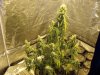 bigkuz68-albums-led-hps-grow-picture99195-dscn2100.jpg