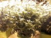 42_days_flowering1.jpg