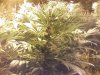 42_days_flowering3.jpg