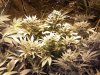 42_days_flowering4.jpg