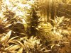 42_days_flowering6.jpg