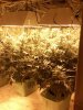 42_days_flowering7.jpg