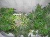 7 weeks flowering 002.jpg