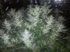 43_days_flowering1.jpg