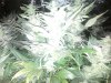 43_days_flowering2.jpg