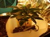 my cfl grow 002.JPG