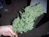 bigkuz68-albums-led-hps-grow-picture99496-dscn2108.jpg